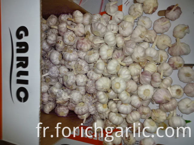Sale Fresh Garlic